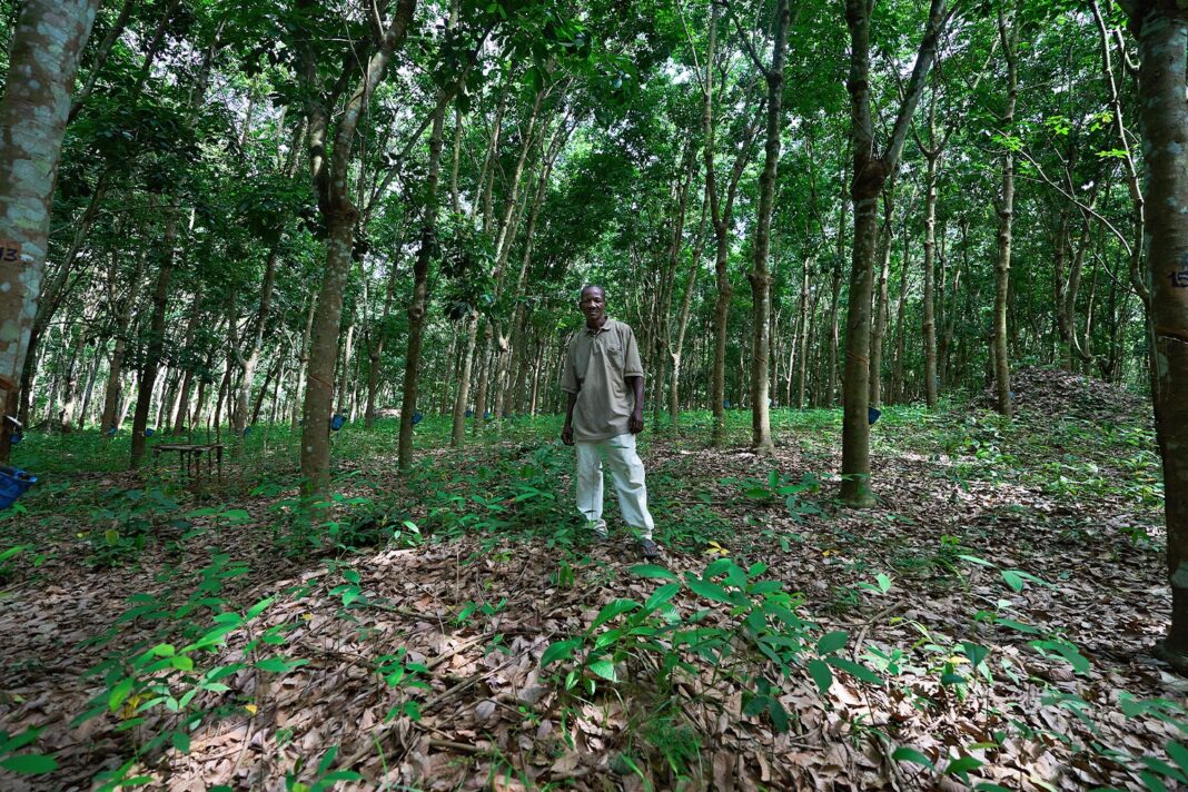 AT A RUBBER PLANTATION IN LIBERIA, HISTORY REPEATS IN A FIGHT OVER LAND