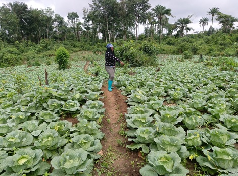 EMPOWERED BY THE EARTH: BONG COUNTY FARMERS LEAD CHANGE WITH IECD