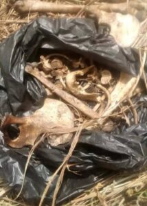 HUMAN SKELETAL REMAINS OF MISSING WOMAN FOUND IN FIRESTONE, POLICE ...