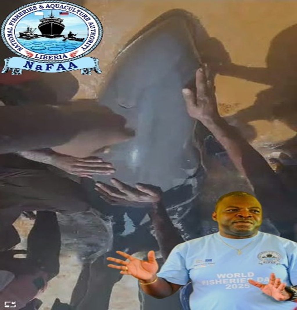 DOLPHIN DIES, COMMUNITY DISMEMBERS IT BEFORE NaFAA ARRIVES DOLPHIN DIES, COMMUNITY DISMEMBERS IT BEFORE NaFAA ARRIVES